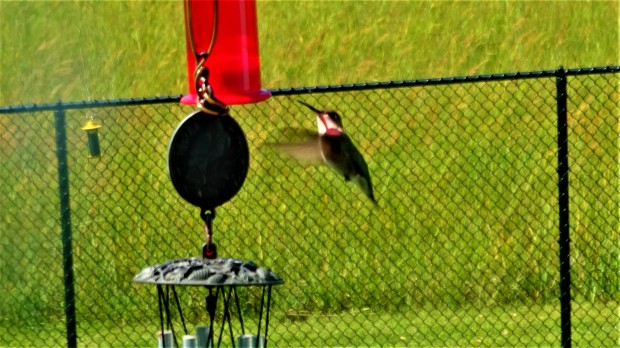 Hummingbird dribbling nectar 