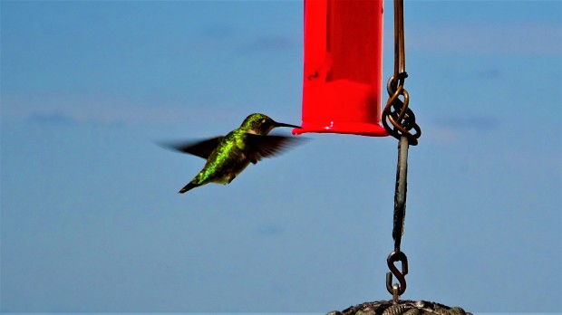 Immature female ruby-throated hummingbird
